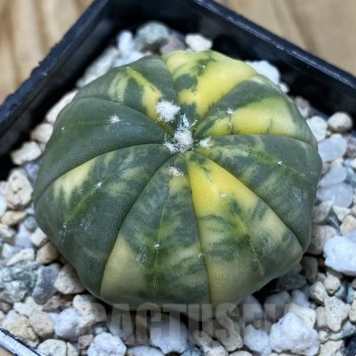 SH21903 Astrophytum asterias f. variegata