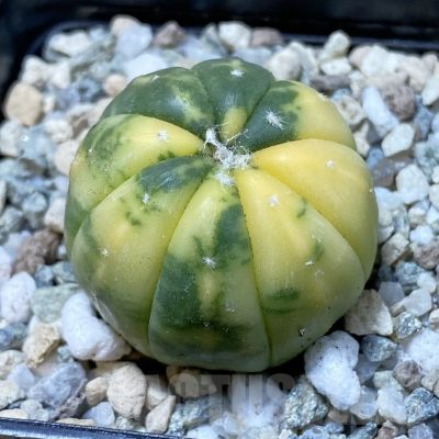 SH21904 Astrophytum asterias f. variegata