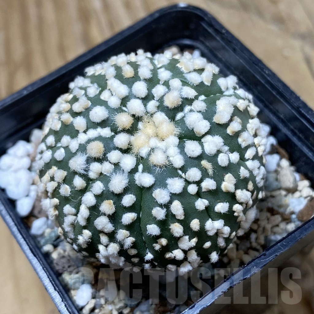 SH21905 Astrophytum asterias ‘Hanazono’