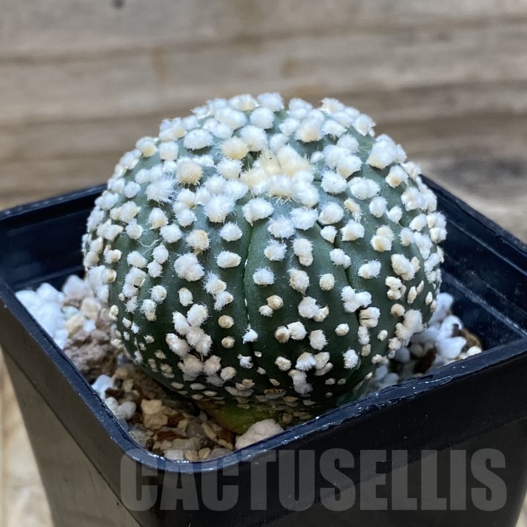 SH21905 Astrophytum asterias ‘Hanazono’ - Image 2