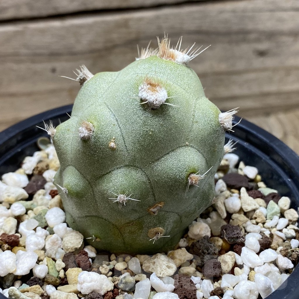 SH21909 Tephrocactus articulatus - Image 2