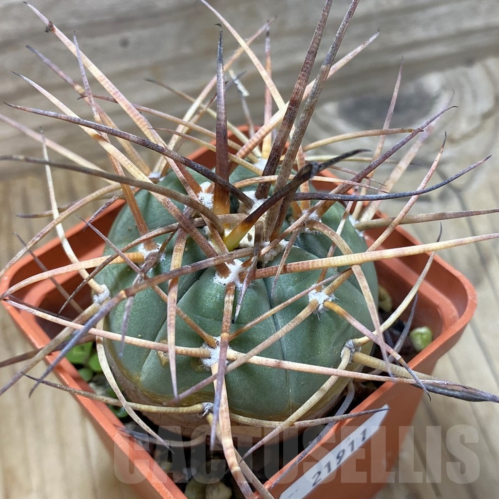 SH21911 Gymnocalycium armatum VOS 996, 12 years old