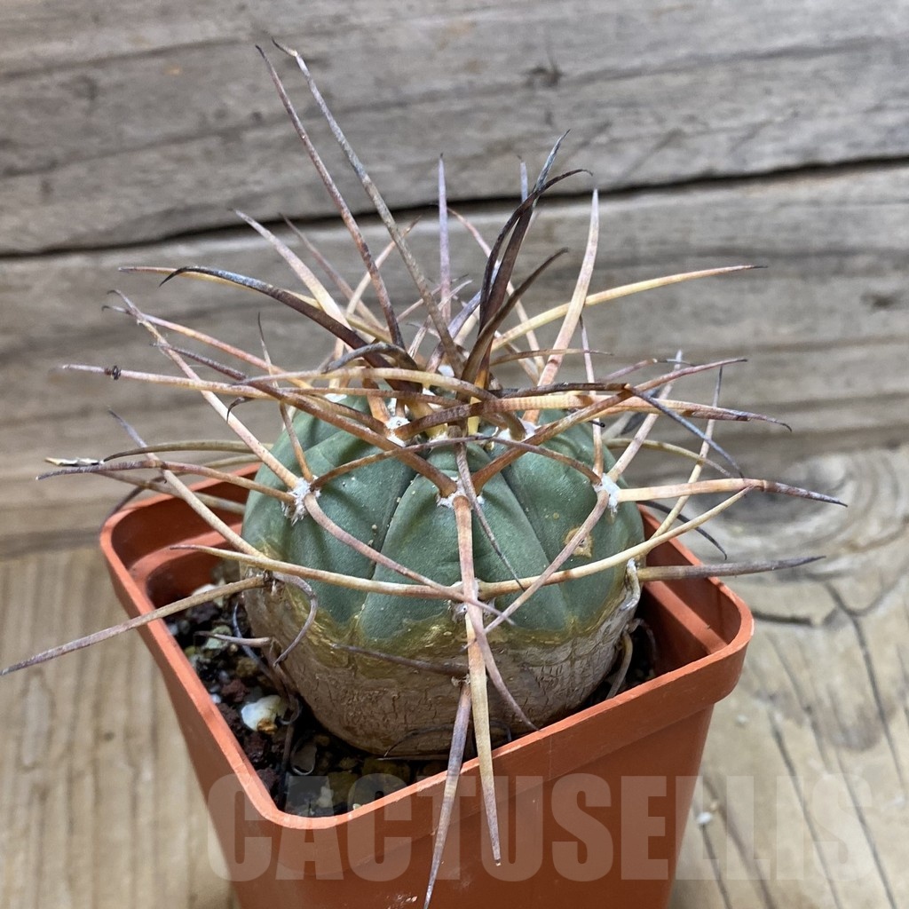 SH21911 Gymnocalycium armatum VOS 996, 12 years old - Image 2