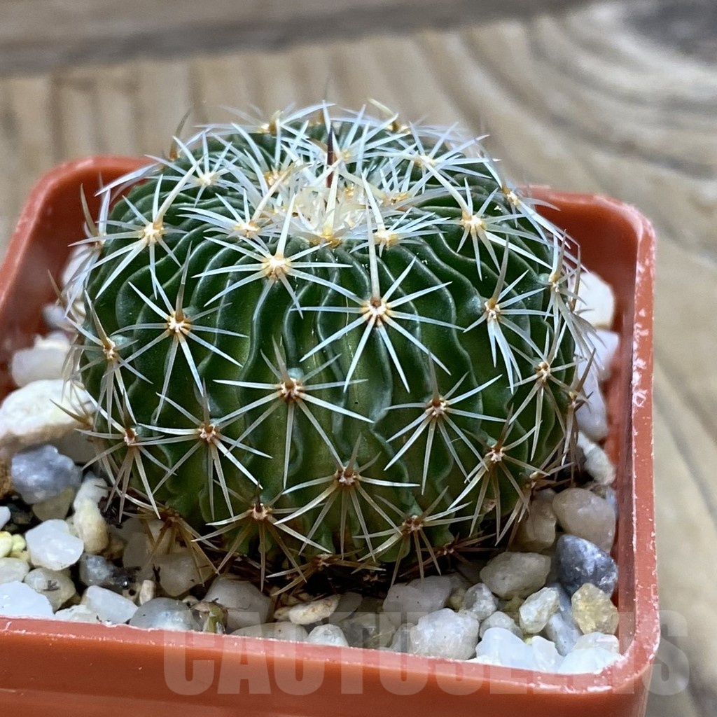 SH21912 Echinofossulocactus multicostatus SB 1147 - Image 2