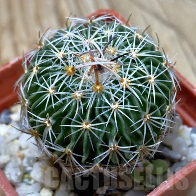 SH21913 Echinofossulocactus multicostatus SB 1147