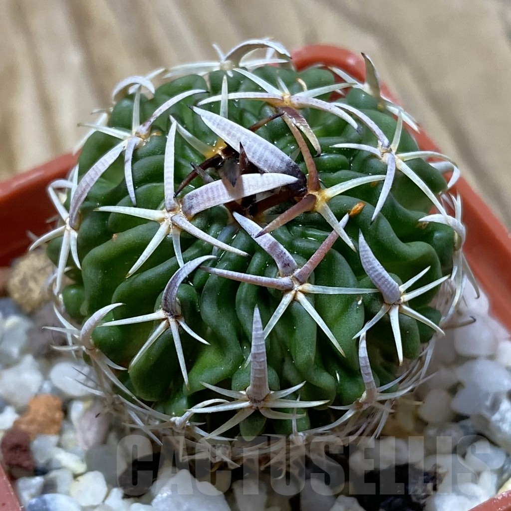 SH21914 Stenocactus pentacanthus