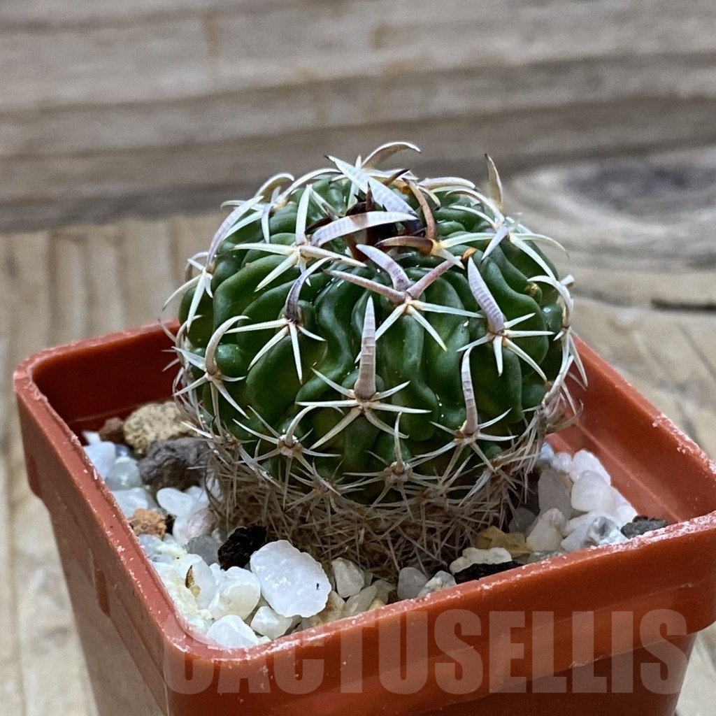 SH21914 Stenocactus pentacanthus - Image 2