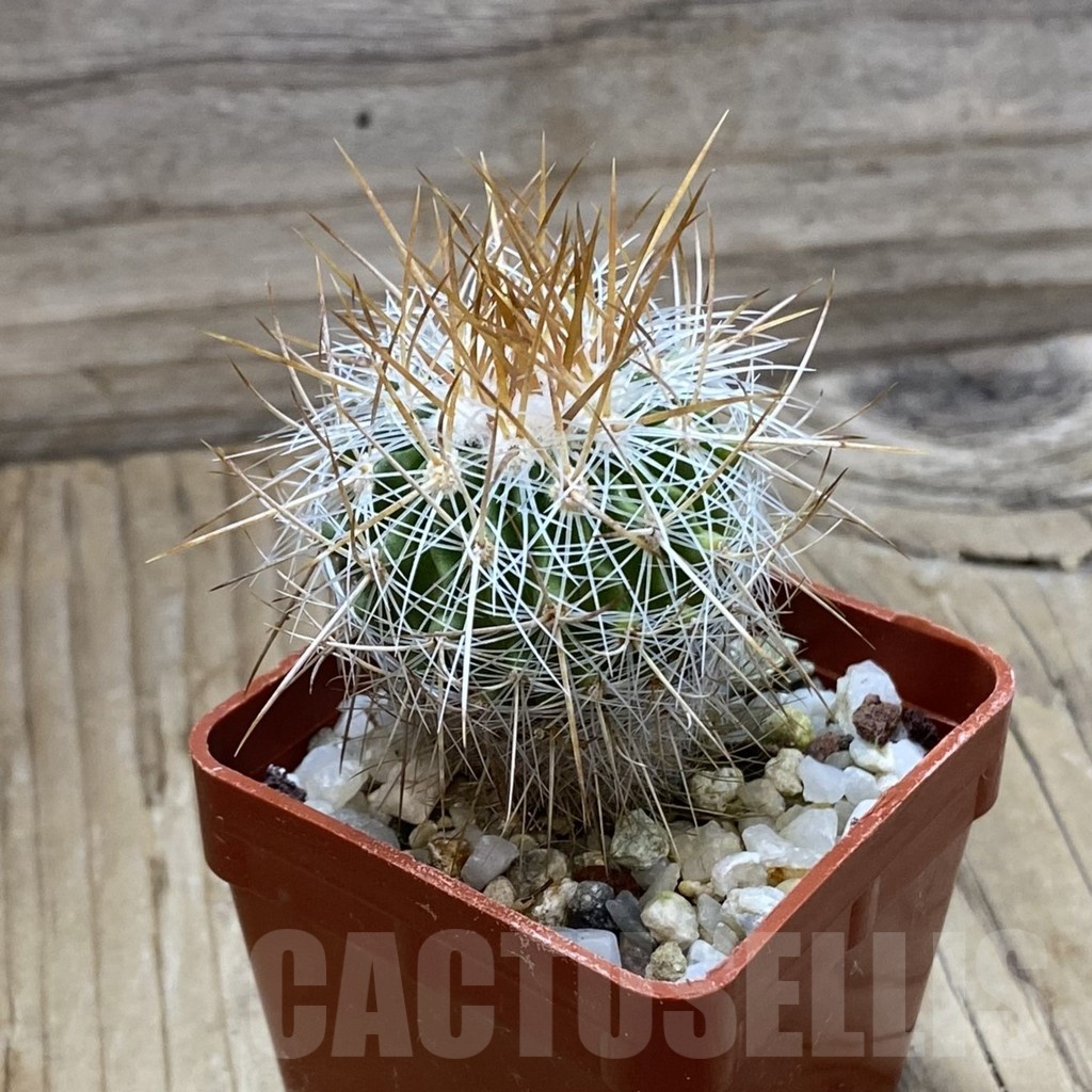 SH21915 Stenocactus vaupelianus - Image 2
