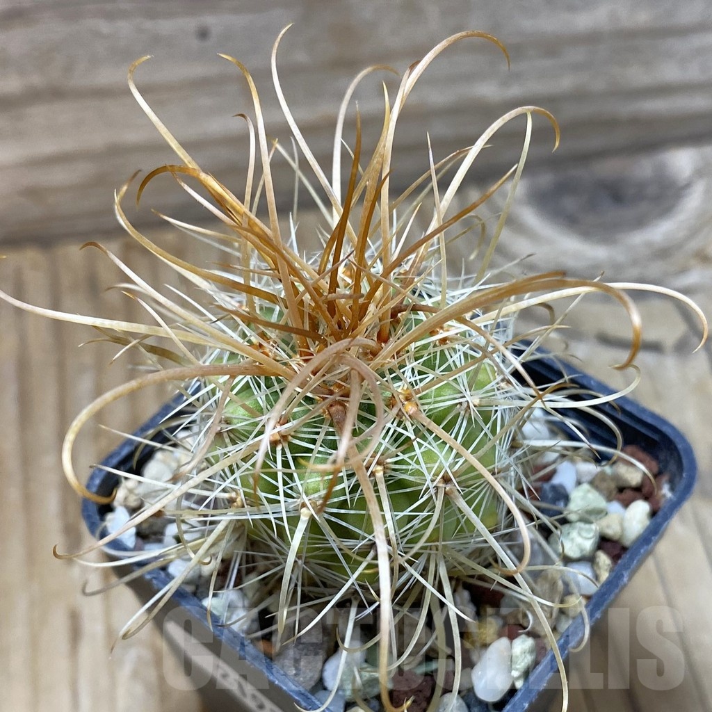 SH21918 Parodia maxima
