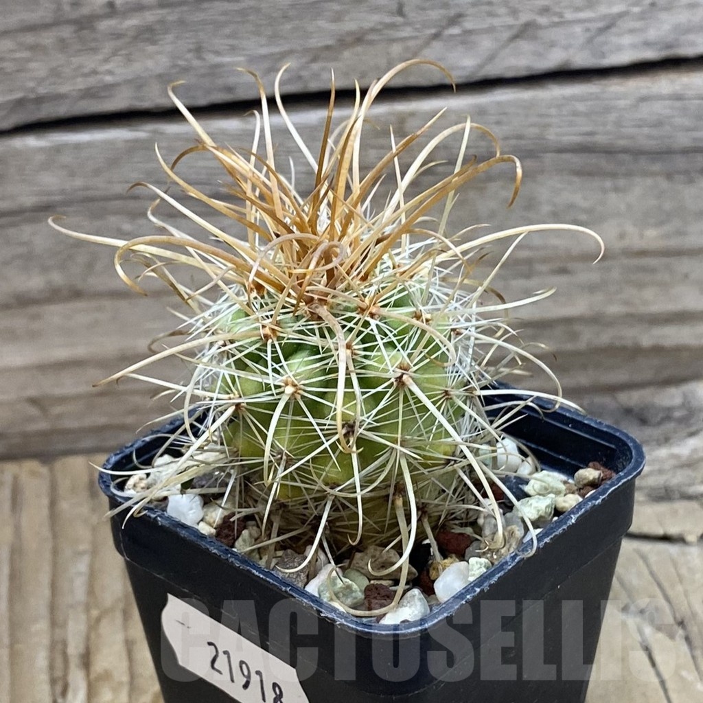 SH21918 Parodia maxima - Image 2