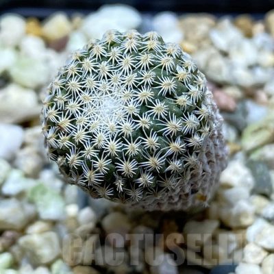 SH21919 Pelecyphora strobiliformis