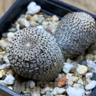 SH21920 Rebutia heliosa