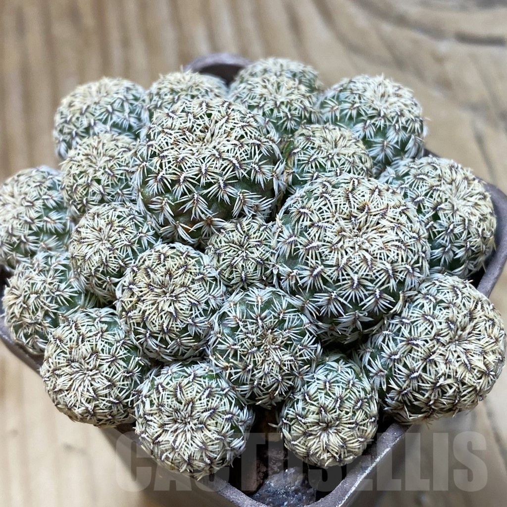 SH21921 Sulcorebutia mizquensis G187