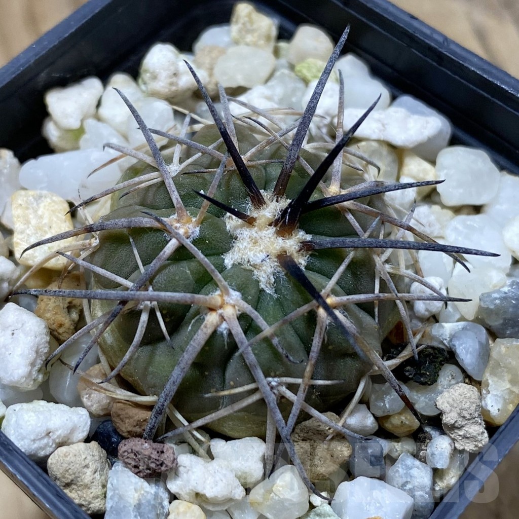 SH21923 Gymnocalycium spegazzinii KJF 2058