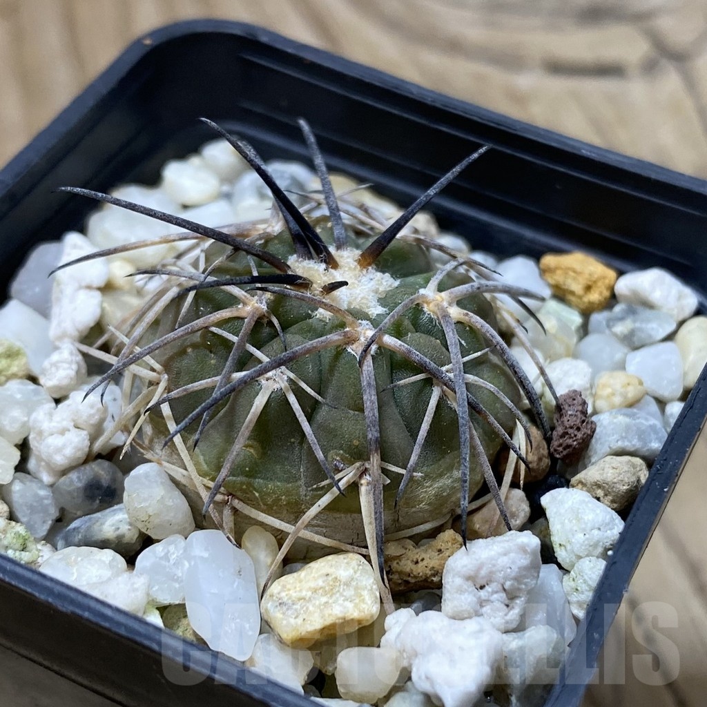 SH21923 Gymnocalycium spegazzinii KJF 2058 - Image 2