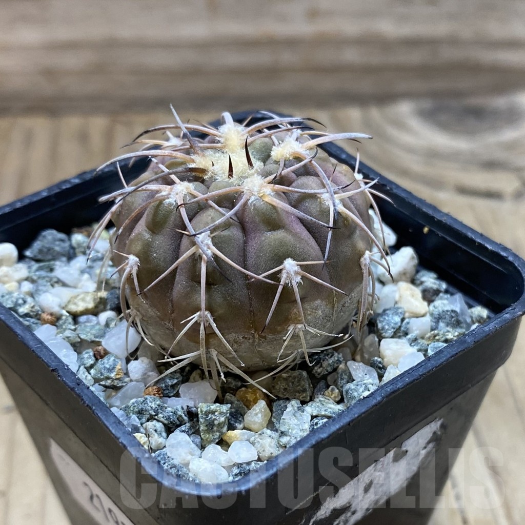 SH21925 Gymnocalycium spegazzinii v. punillense - Image 2