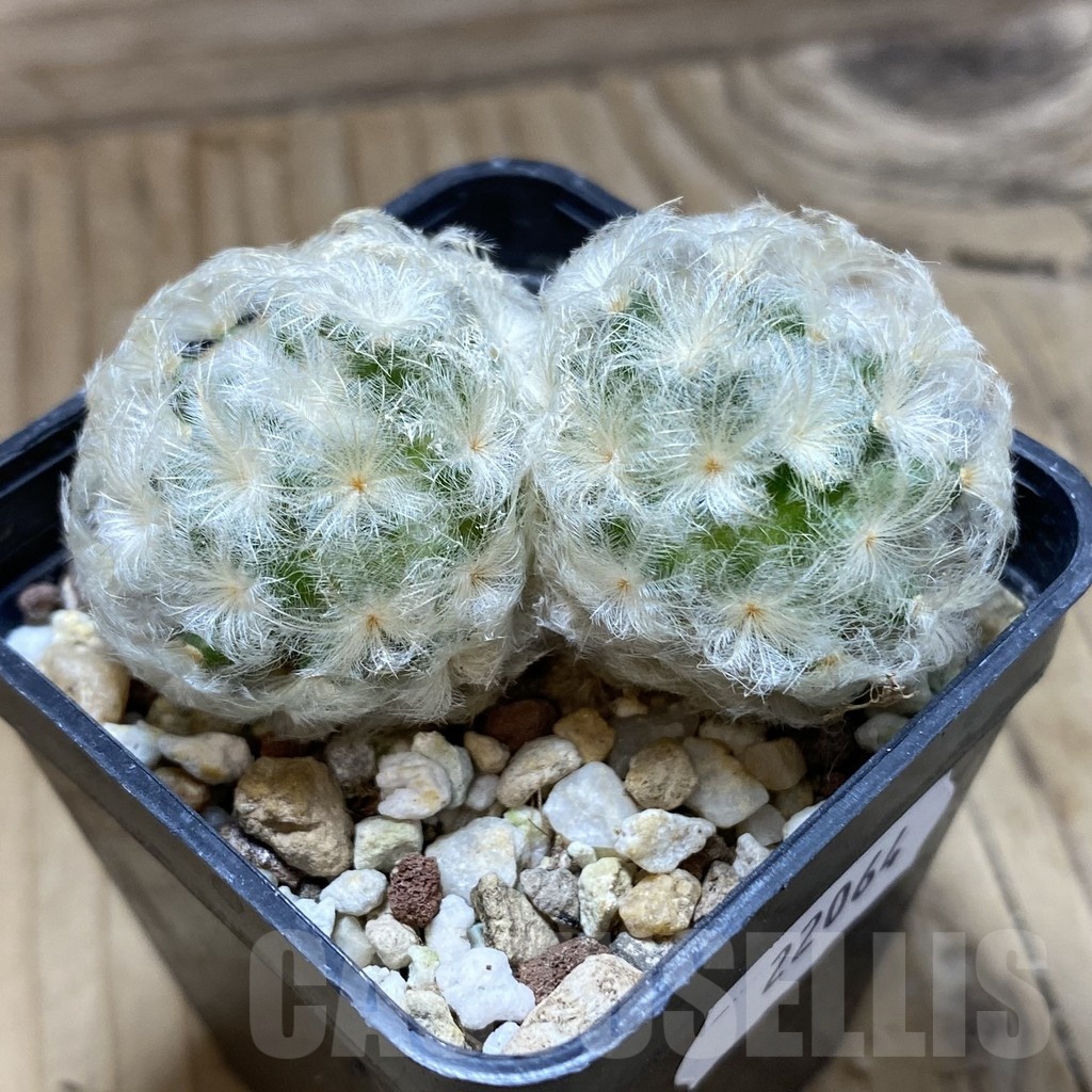 SH22064 Mammillaria plumosa - Image 2
