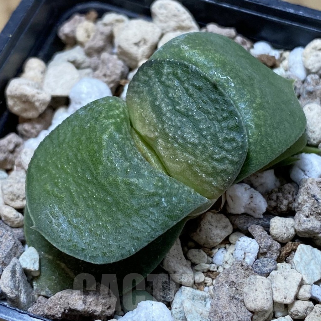 SH22070 Gasteria armstrongii ‘Fernwood’