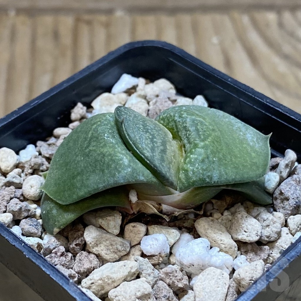 SH22070 Gasteria armstrongii ‘Fernwood’ - Image 2
