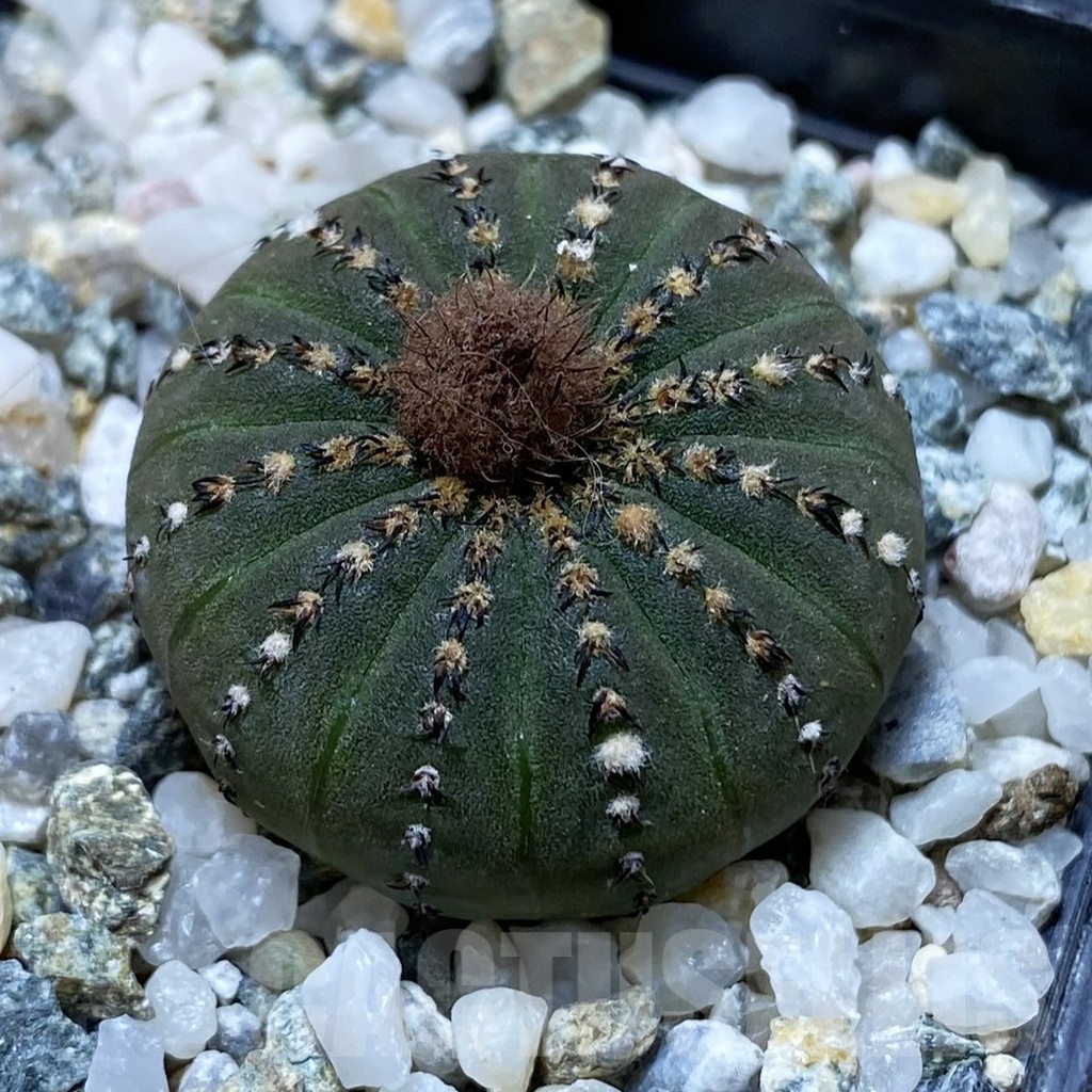 SH22073 Frailea castanea