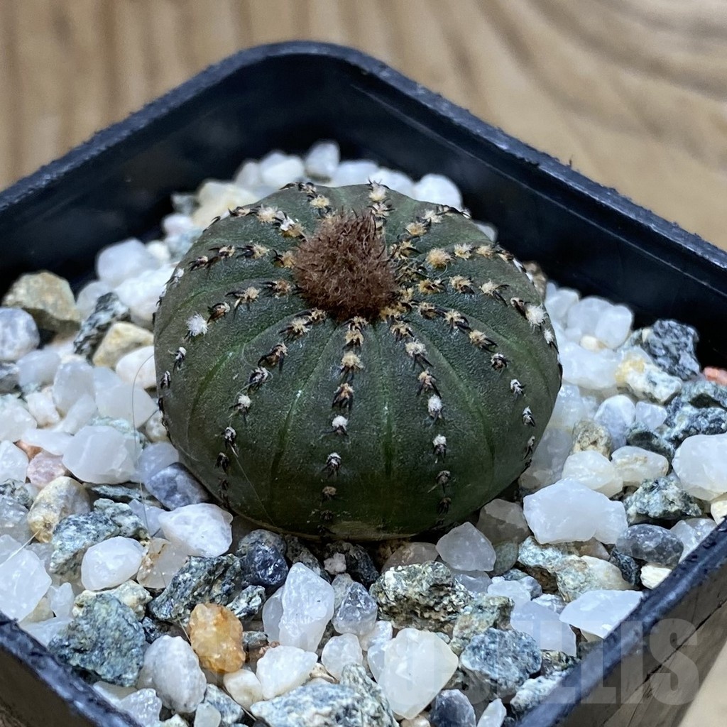 SH22073 Frailea castanea - Image 2