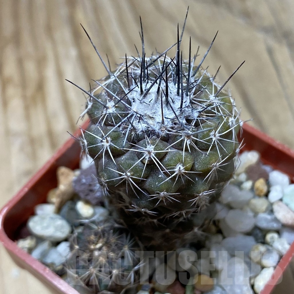 SH22079 Copiapoa tenuissima