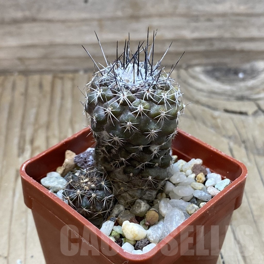 SH22079 Copiapoa tenuissima - Image 2