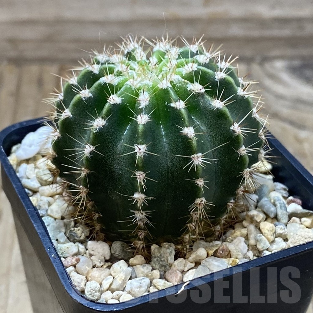 SH22080 Echinopsis 'Paramount' hybrids - Image 2