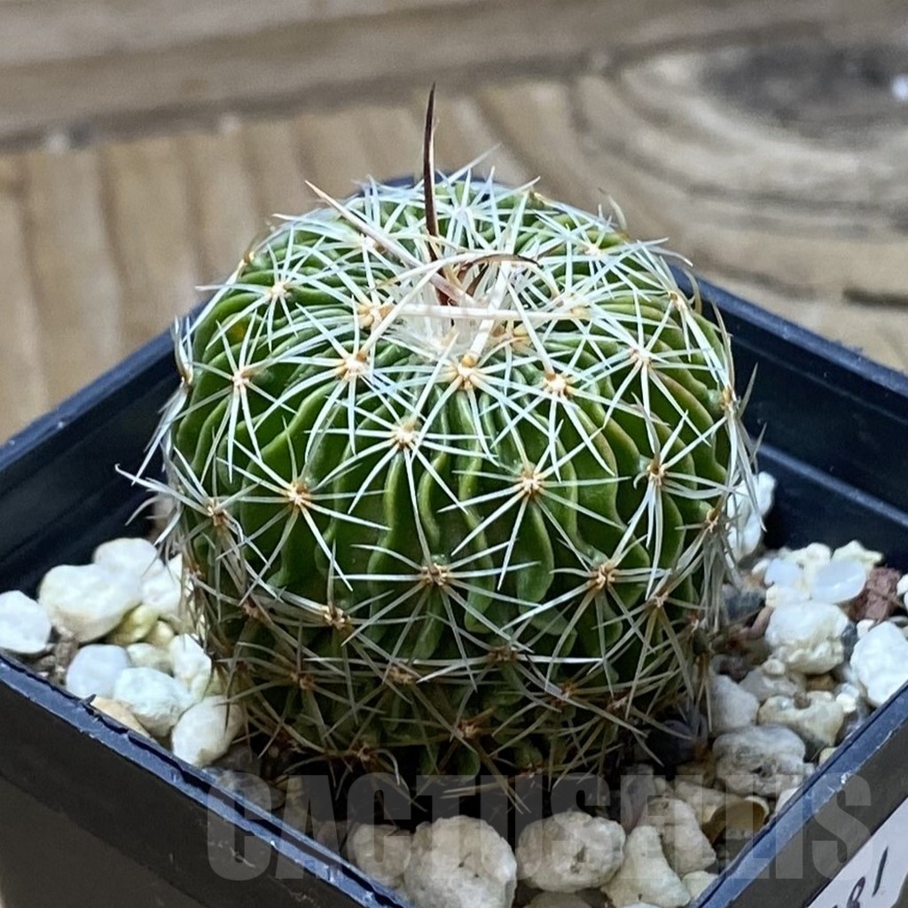 SH22081 Echinofossulocactus multicostatus SB 1147 - Image 2