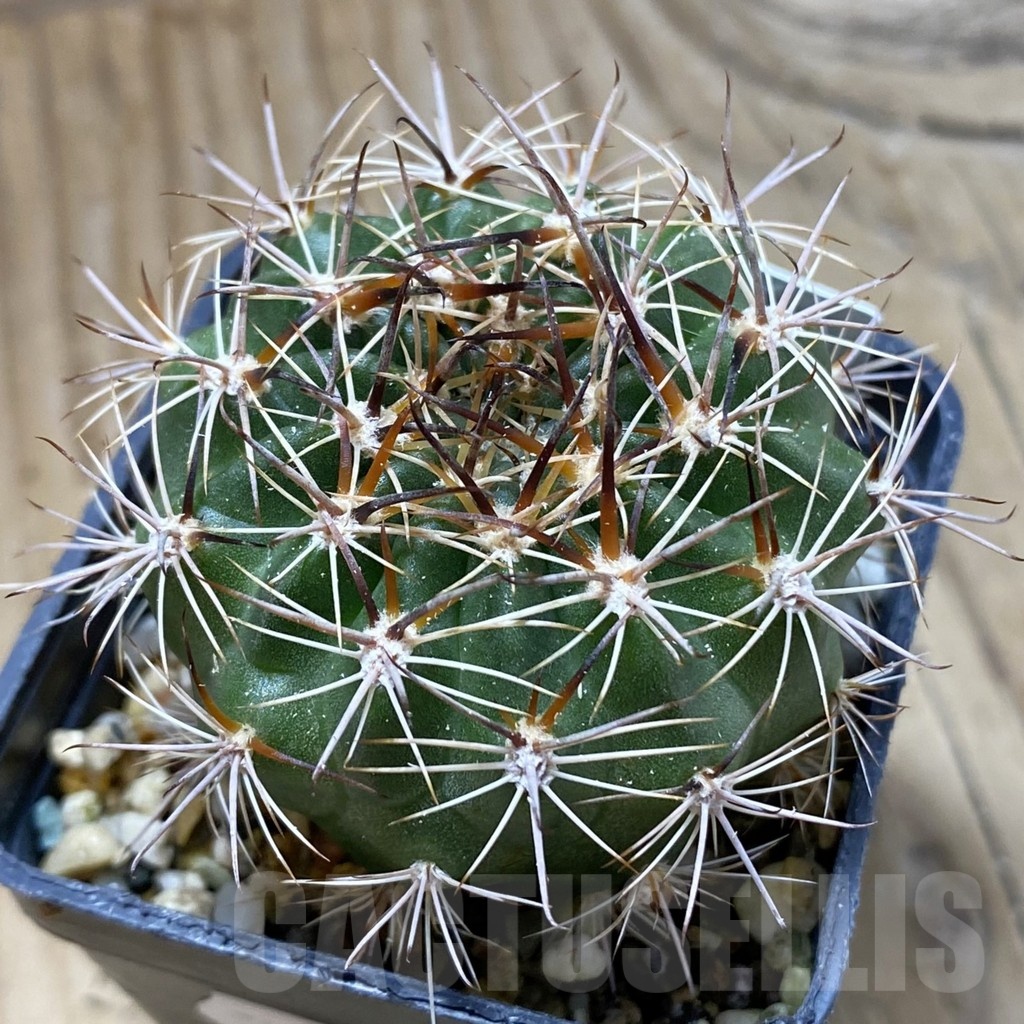 SH22088 Lobivia hybrid