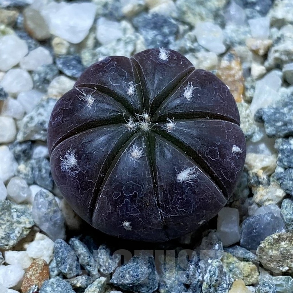 SH22090 Astrophytum asterias ‘Purple Skin’
