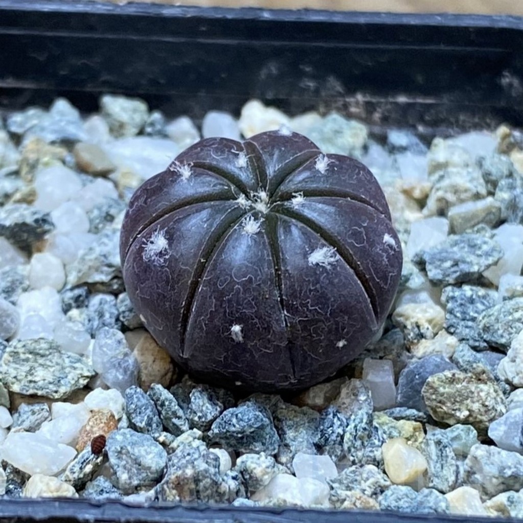 SH22090 Astrophytum asterias ‘Purple Skin’ - Image 2
