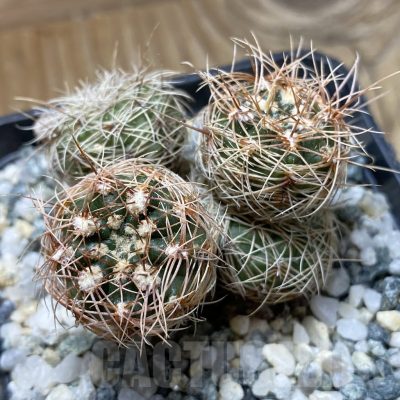 SH22091 Gymnocalycium bruchii ssp. melojeri VG 272