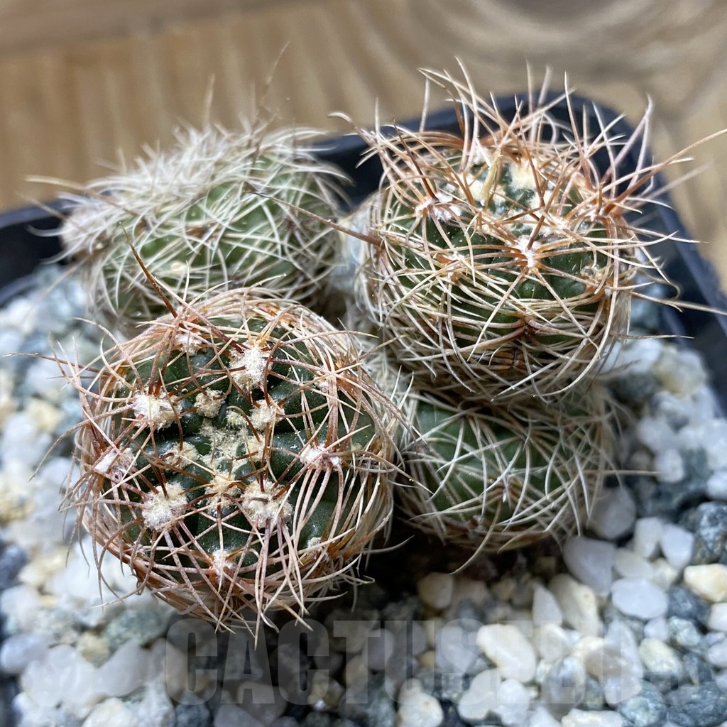 SH22091 Gymnocalycium bruchii ssp. melojeri VG 272