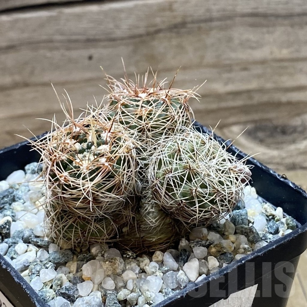 SH22091 Gymnocalycium bruchii ssp. melojeri VG 272 - Image 2