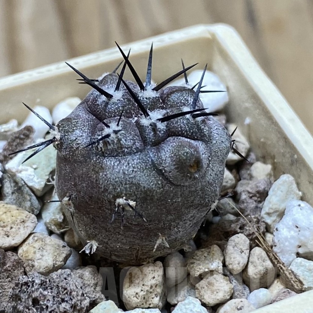 SH22043 Copiapoa cinerea f. ‘ramosissima’ GCG 15309 - Image 2