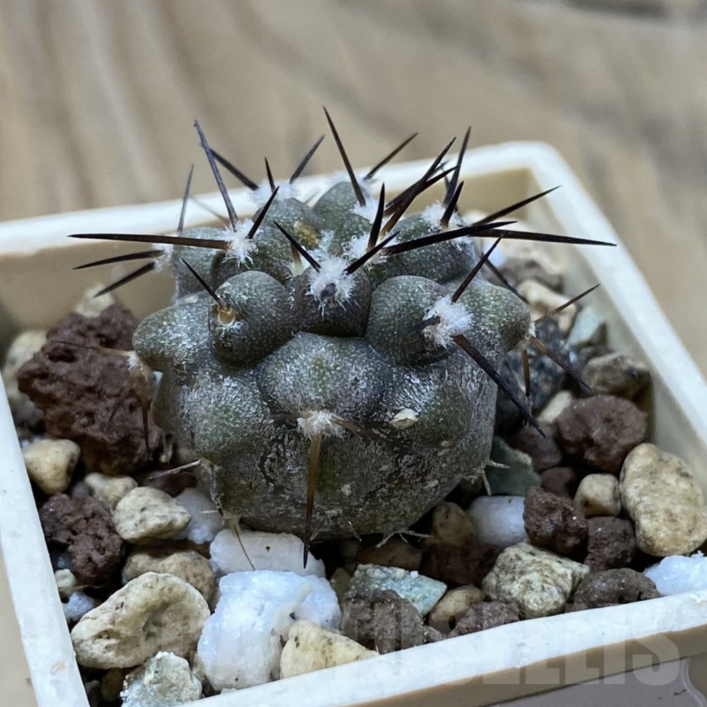 SH22044 Copiapoa cinerea cinerea f. ‘australis’ GCG 15251 - Image 2
