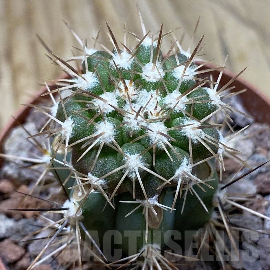 SH22051 Copiapoa cinerascens GH 2211, grafted