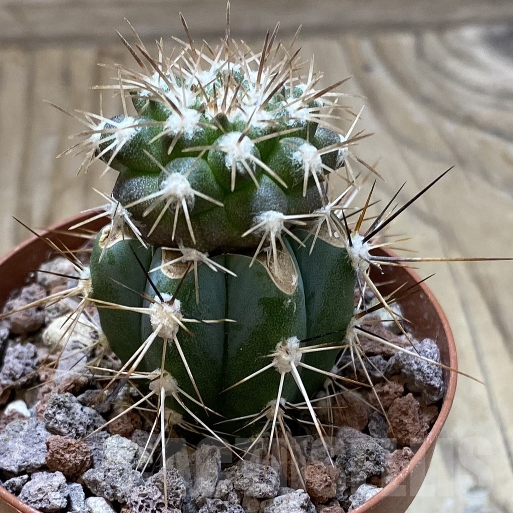SH22051 Copiapoa cinerascens GH 2211, grafted - Image 2