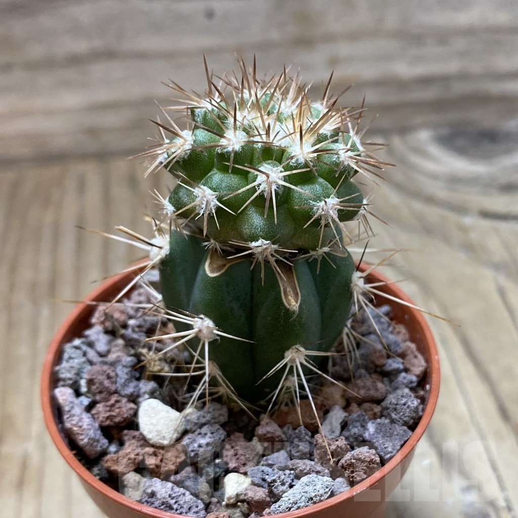 SH22052 Copiapoa cinerascens HR 1135, grafted - Image 2