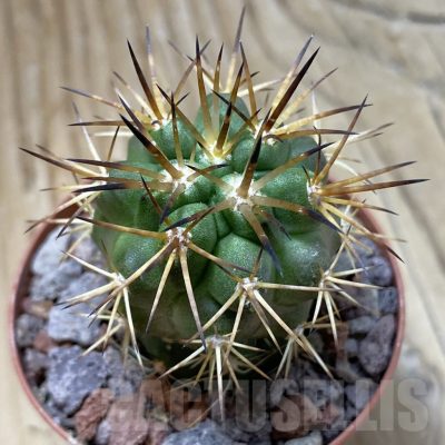 SH22053 Copiapoa alticostata SI-50-24, grafted