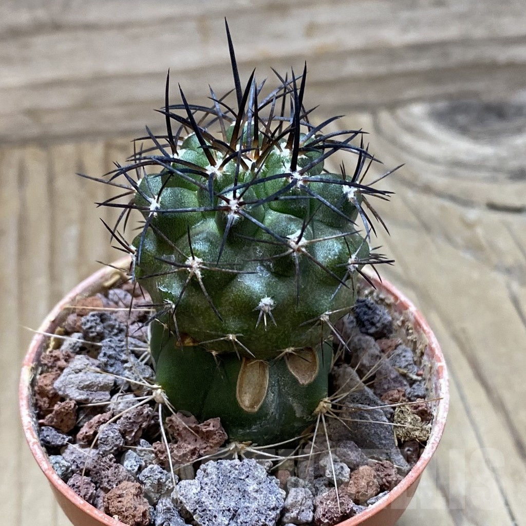 SH22054 Copiapoa alticostata SI-50-24, grafted - Image 2