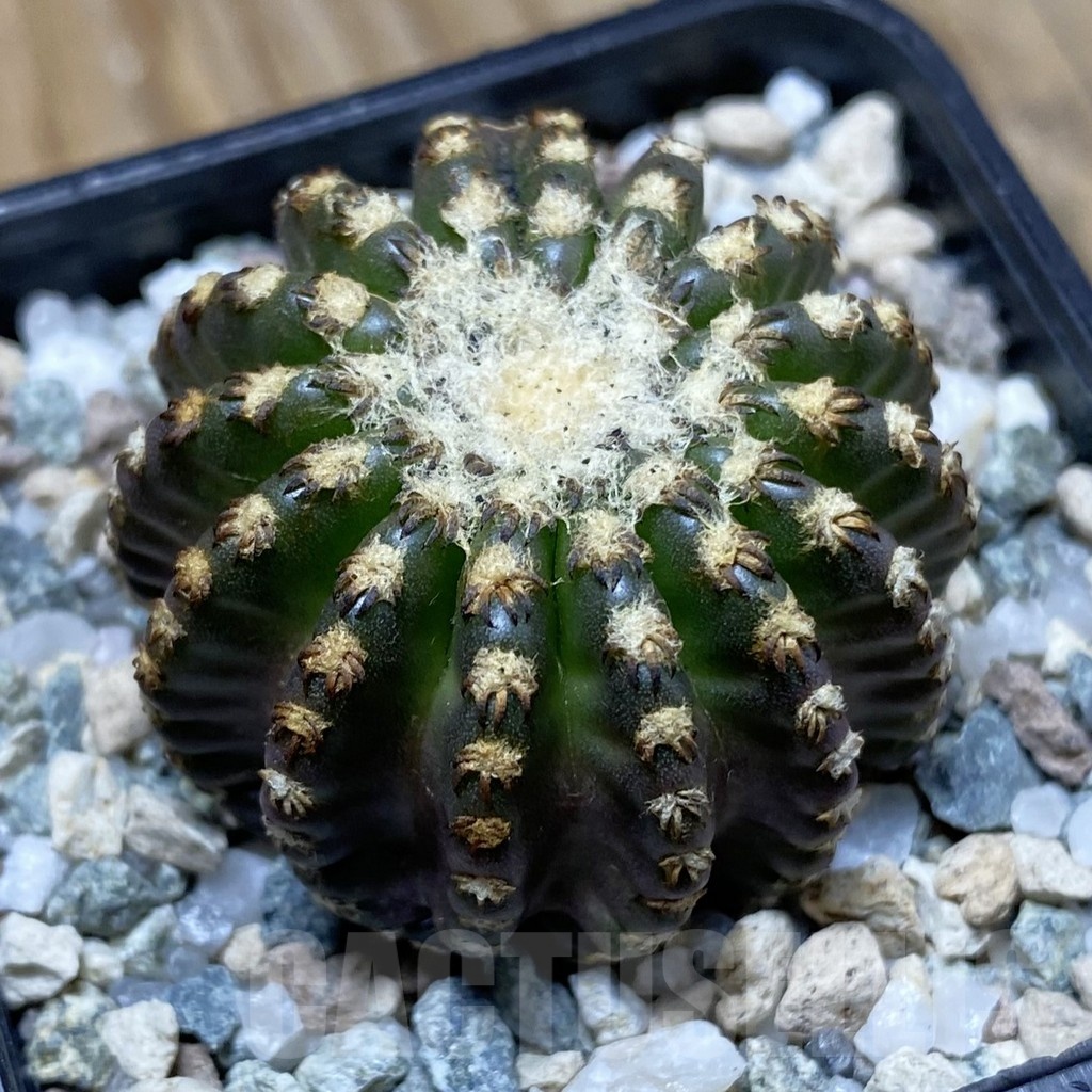 SH22062 Discocactus horstii
