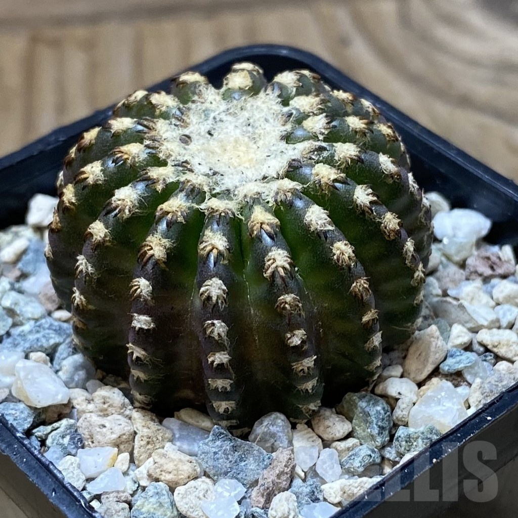 SH22062 Discocactus horstii - Image 2
