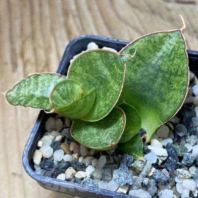 SH22200 Sansevieria ‘Apollo’