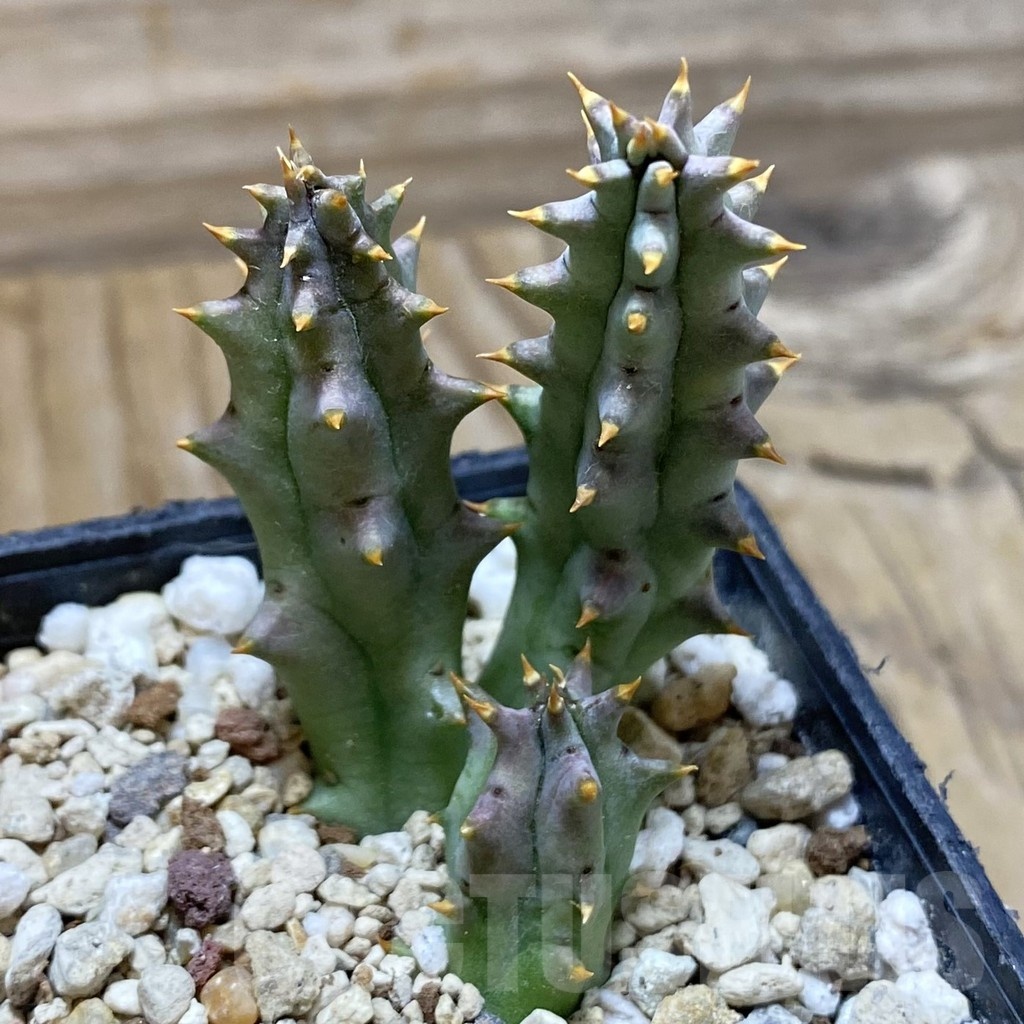 SH22205 Huernia hystrix - Image 2