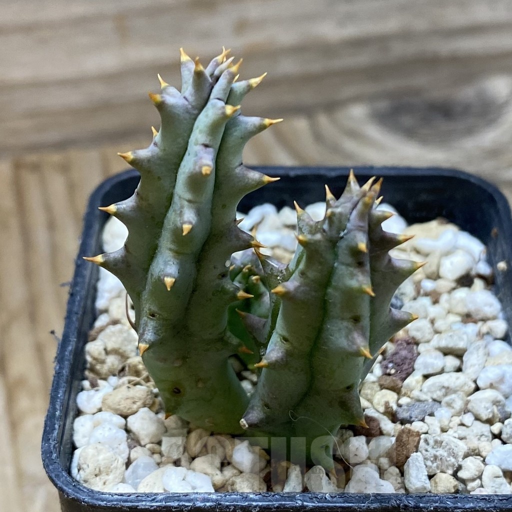 SH22205 Huernia hystrix - Image 3