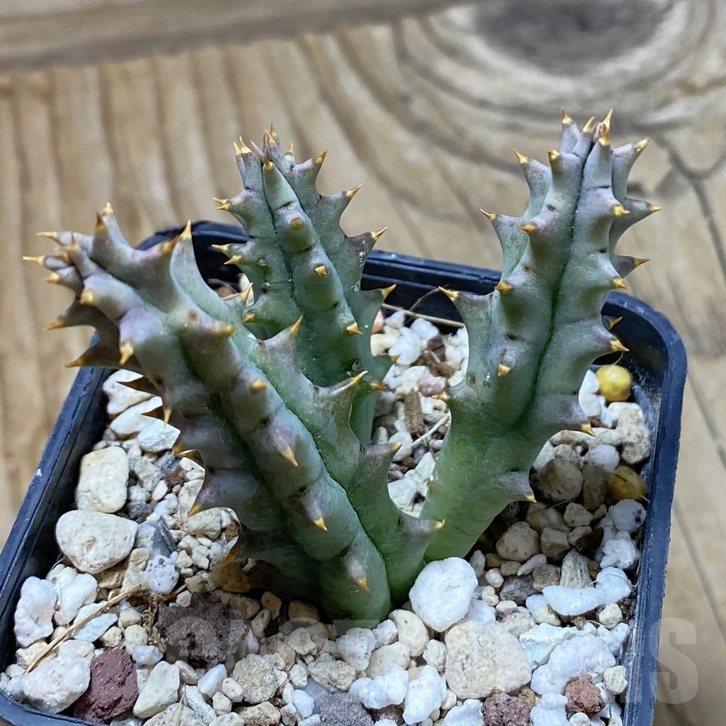 SH22206 Huernia hystrix - Image 2