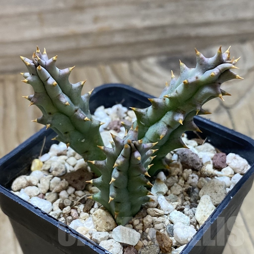 SH22206 Huernia hystrix - Image 3