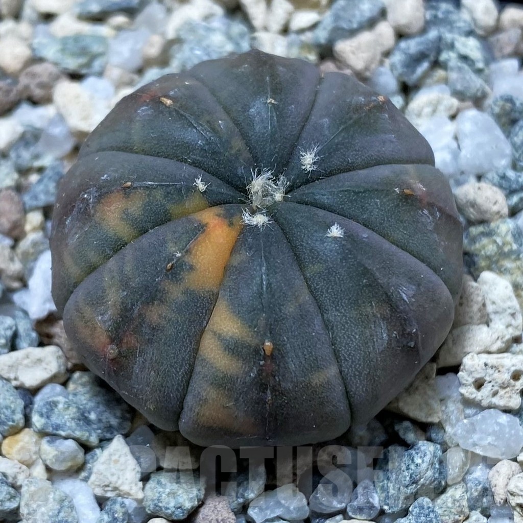 SH22210 Astrophytum asterias ‘Red Purple Skin’ f. variegata